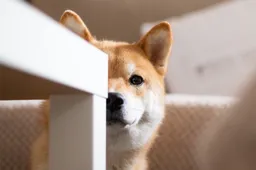 1 miljoen Shiba Inu (SHIB) adressen lijden momenteel verlies
