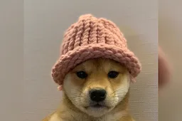 Is WIF de nieuwe DOGE? Kan Elon Musk crypto memes wederom boosten met erkenning nieuwe Solana memecoin?