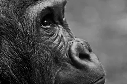 Duitse Wereld Natuur Fonds lanceert NFT-collectie