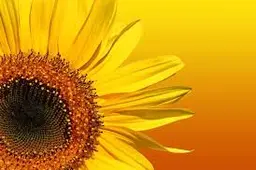 de zonnebloem de wolden