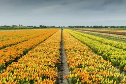 dr bollenteelt