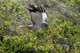 drfrw 5145 blauwe kiekendief at albert henckel staatsbosbeheer