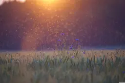 insecten pixabay cornflowers 5352633 1920