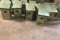 oldehave bos nestkastjes 1 foto ina alblas