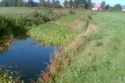 wdod grote waternavel stockfoto