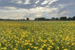 ruinen bloeiend ruinen