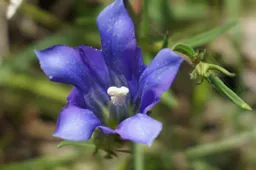 weswol plantenwerkgroep