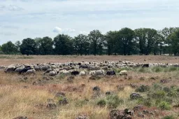holtingerveld-juli-10-2048x1536