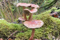 241028paddestoel