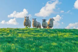 WDOD schaap_op_dijk_-_6