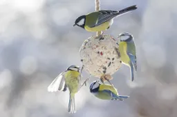 Reestdfal vogelslinger, foto Nitr