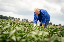 DR Drentselelieteler