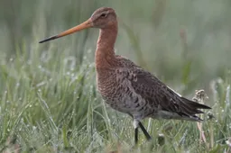 STA Grutto foto Gerrit Lammers