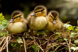 Ruinen Natuurmonumenten jonge eenden- C.van't Pad-watermerk-1920-NAMO73545