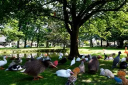 Dwingeloo vogels op de brink