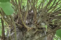 Uffelte KnotboomUffelte2