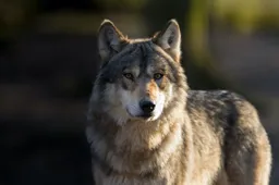 foto wolf
