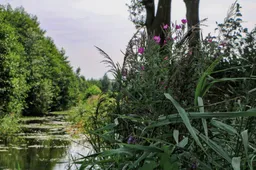 Natuur bij Twizelermieden