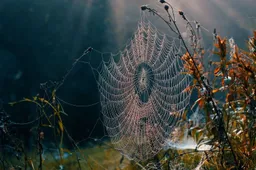 Spinnenweb-herfst
