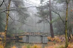 Bosvijver Elfbergen door Tanja Postma