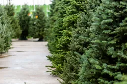 Kerstbomen-inzamelactie-768x512