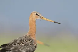 Grutto Nature Today 53725a29-8120-46ef-a120-bebc2ad81f5b