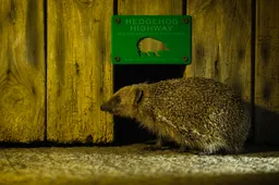 Credit - Christopher Morgan & Hedgehog Street