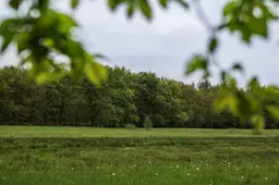 Bomenloket