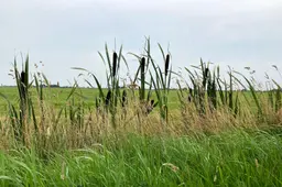 natuur-dfm-img-6309