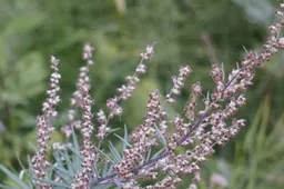 bijvoet pollen hooikoorts 915x518
