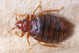 bedwantsen beet herkennen