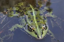 csm_20210603_De_Wildert_kikker_6f9348410e