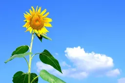 zonnebloem