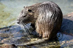 muskusrat25