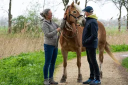 paarden