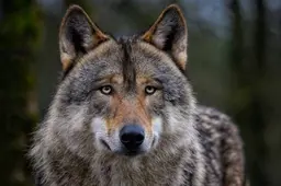wolf