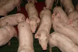 varkens