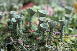 Bekertjesmos Liesbeth-van-Oirschot-Beerens