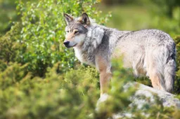 istock-Wolf-in-nature-2