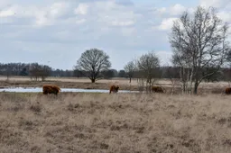 Projectgebied Boerenveensche plassen (5)