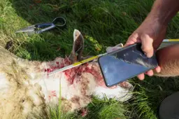 schaap
