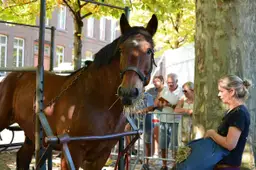 2026-10-16 paardenmarkt-2