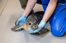 2026-10-17 help zeehonden centrum