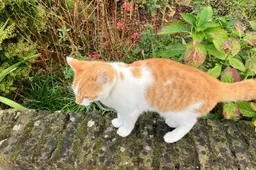 2026-10-19 los lopend poesje