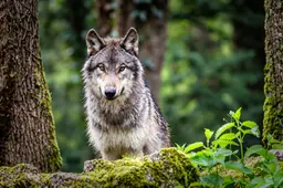 2026-10-28 wolf