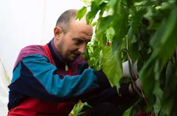 aardbeienplukker - arbeidsmigranten - website