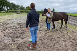 Vrouwen interactief met paard in weiland