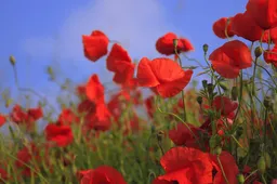 fotomanie-flowers-76358_1920