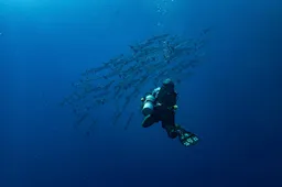 franziska_stier-barracuda-8939250_1920