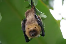 pixel-mixer-animals-1081294_1920